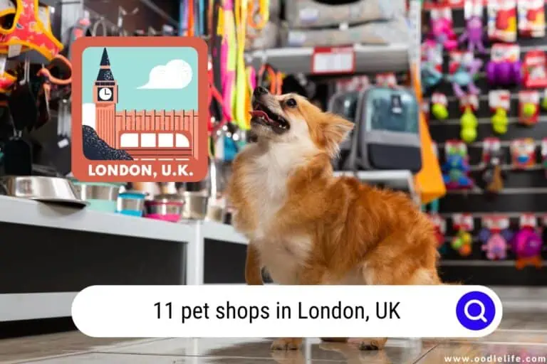 11 Pet Shops in London UK 2024