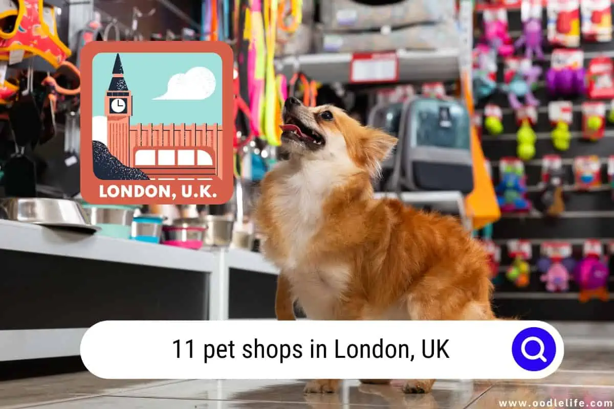 11 Pet Shops In London UK 2024 - Oodle Life