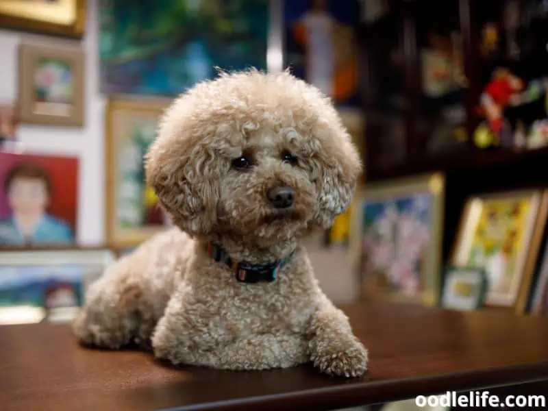 Poodle crossing his paws