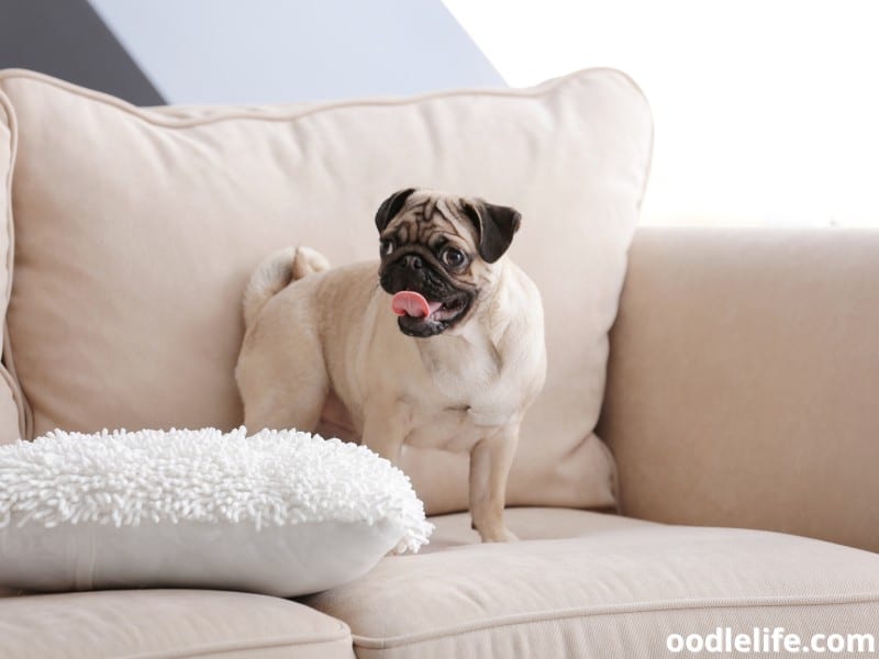 Pug climbs on sofa