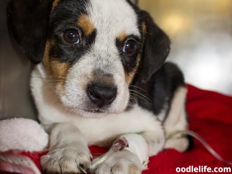 puppy gets IV fluid