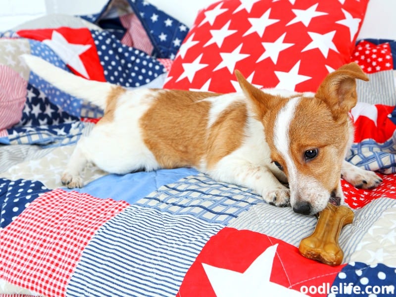 puppy on a couch chews rawhide