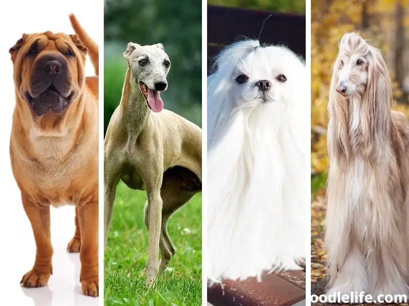 The 11 Most Aloof Dog Breeds [with Photos] Oodle Life