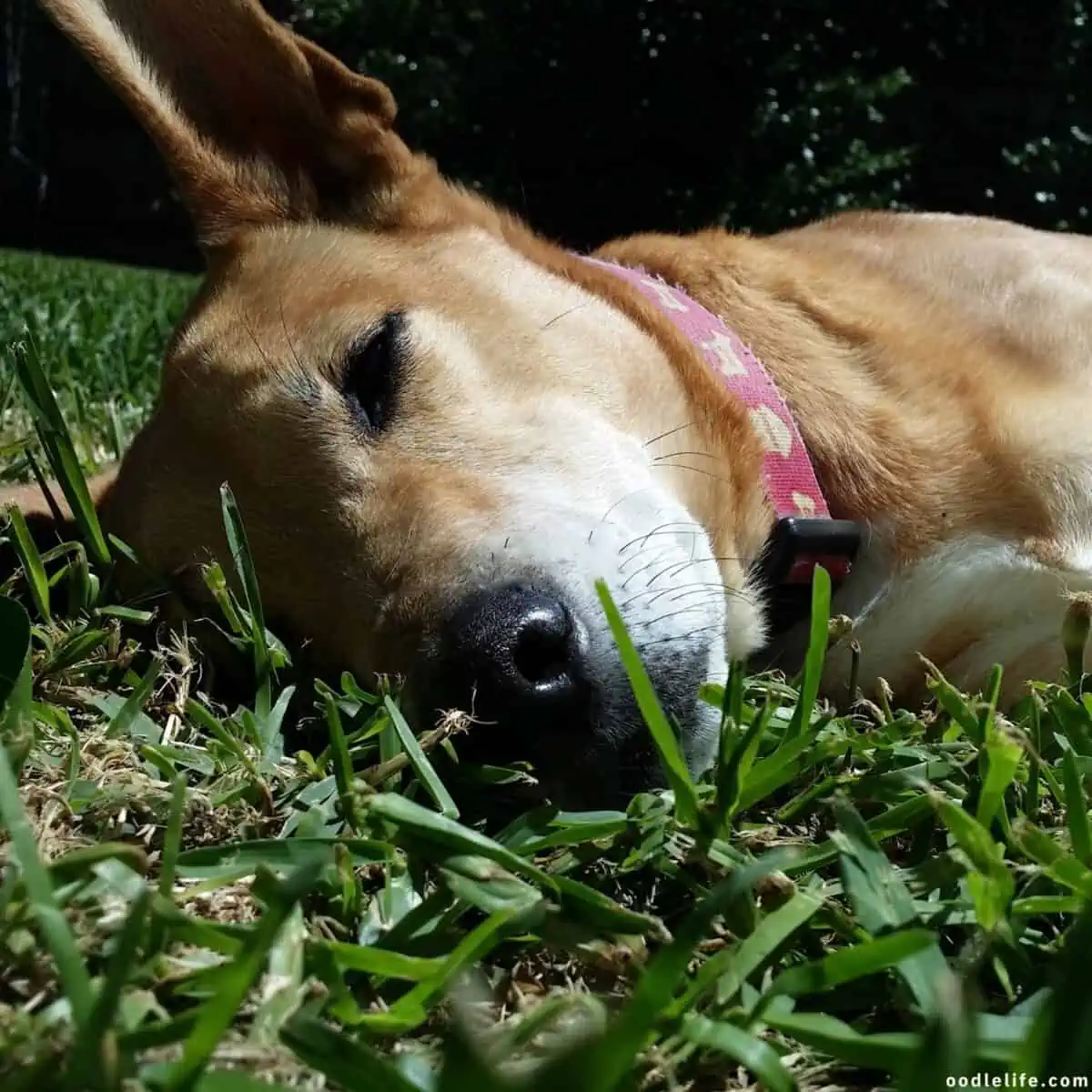 sleeping dog under the sun