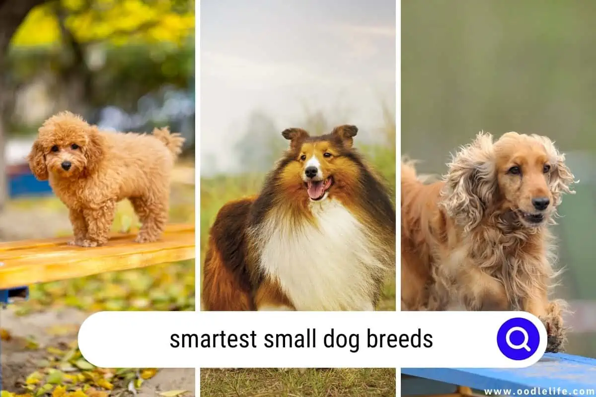 smartest small dog breeds