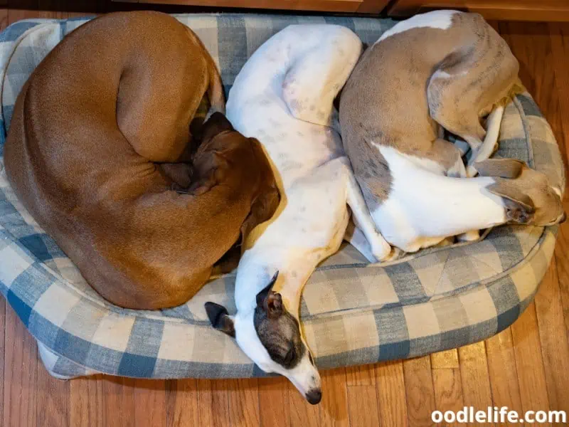 Why Does My Dog Hang His Head Off The Bed? [Explained] Oodle Life