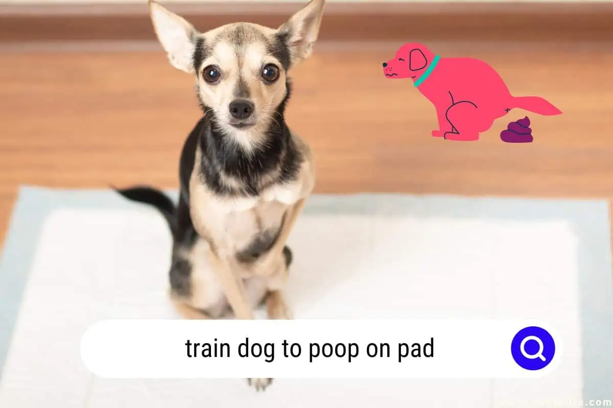 train dog to poop on pad