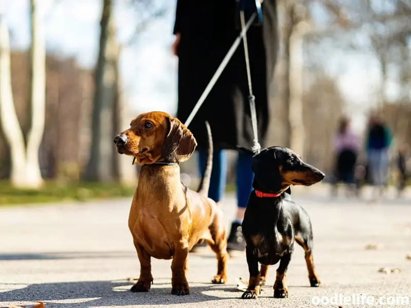 two Dachshunds on leashes