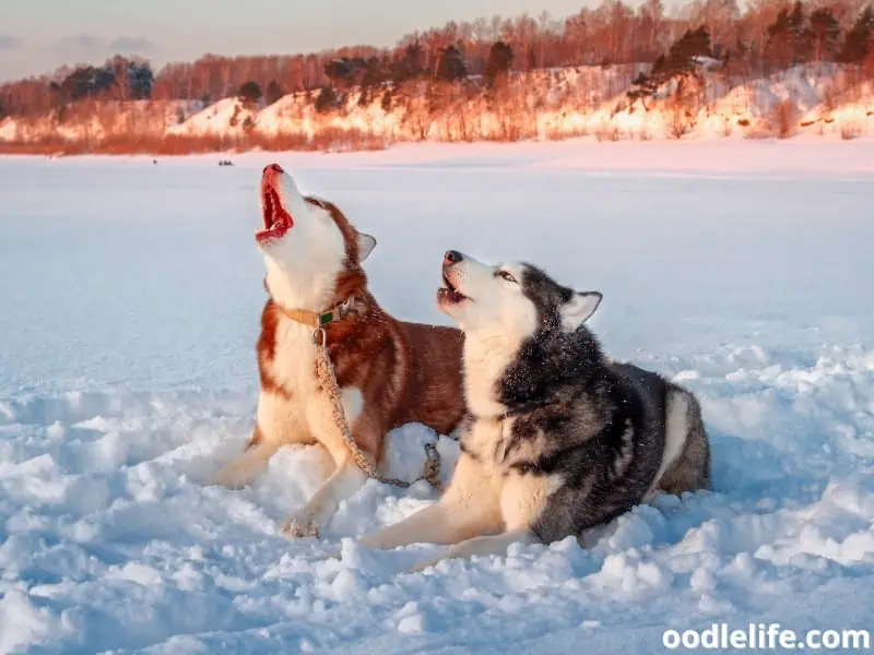 two Siberian Huskies howl