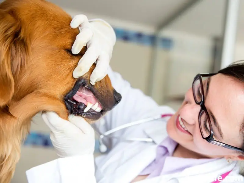 vet checks on teeth