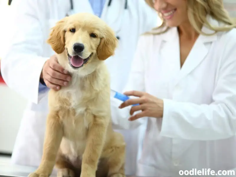 How Much Are Shots For A Puppy? (USA And UK 2024) OodleLife®