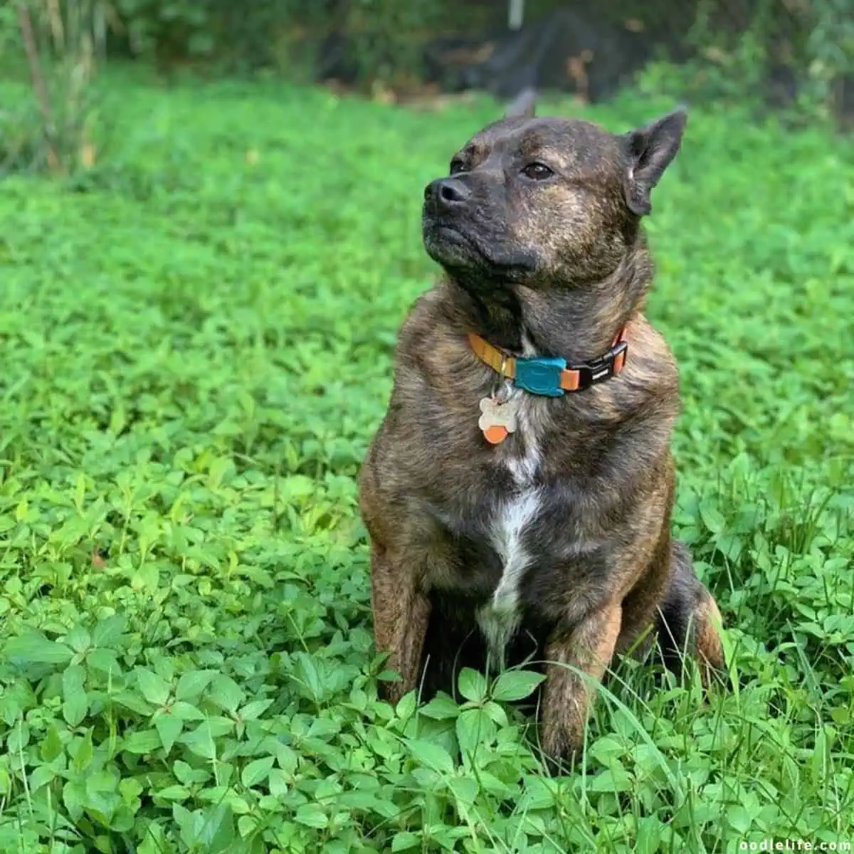 well-behaved dog sits