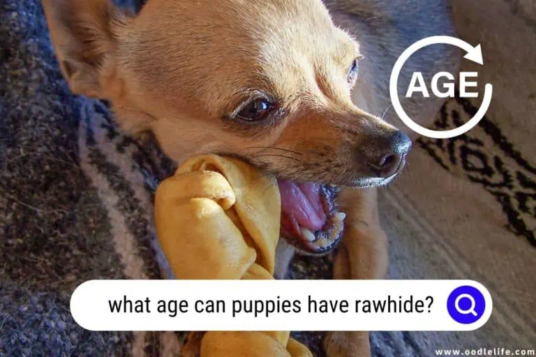 What Age Can Puppies Have Rawhide?: Crucial Facts for Responsible Pet Owners