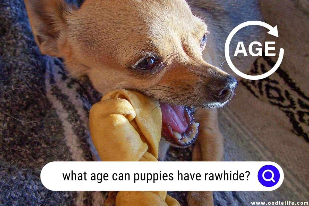 what age can puppies have rawhide