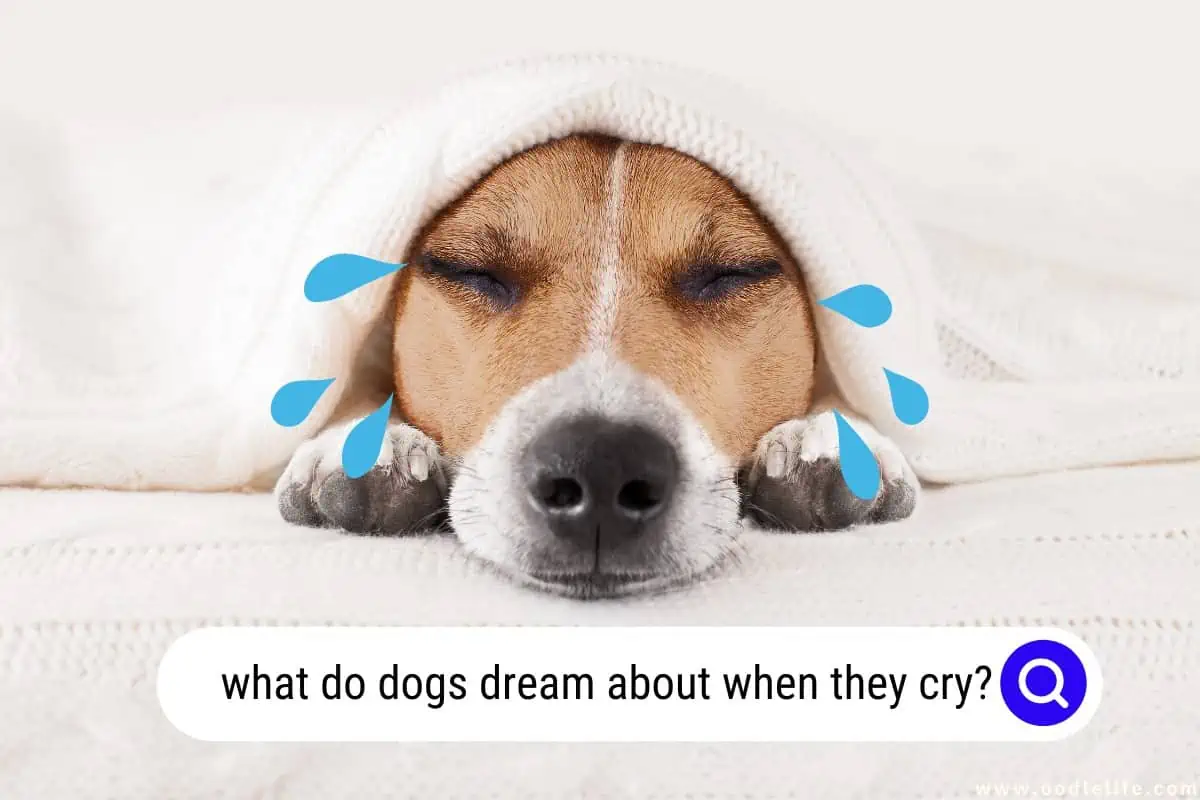 what do dogs dream about when they cry