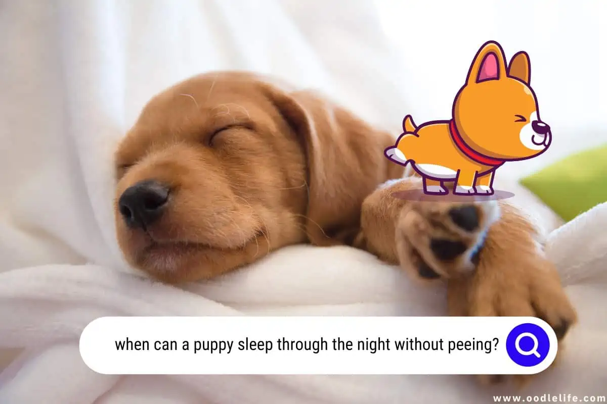 when can a puppy sleep through the night without peeing