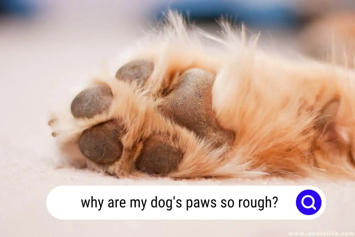 why are my dog's paws so rough