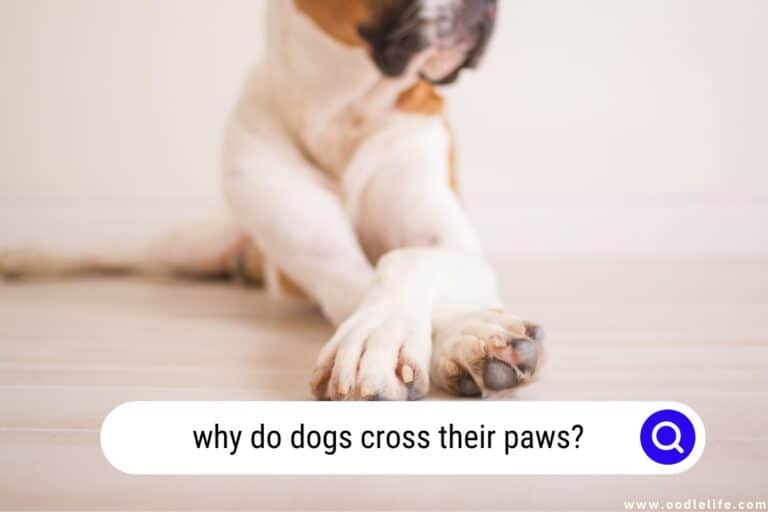 Why Do Dogs Cross Their Paws? [Explained]