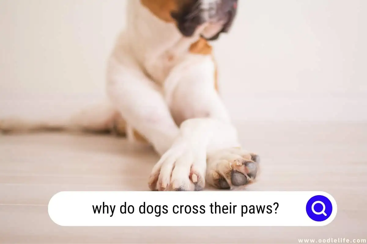 why do dogs cross their paws