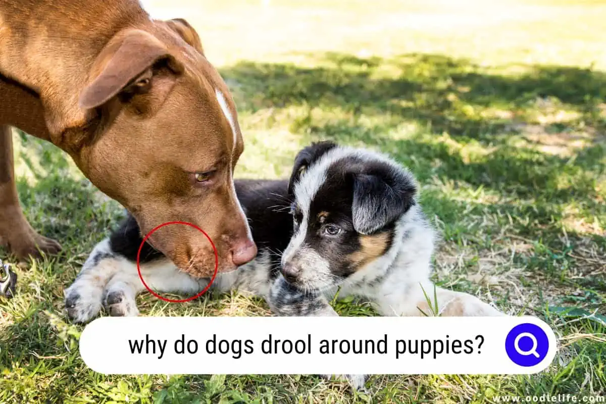 why do dogs drool around puppies