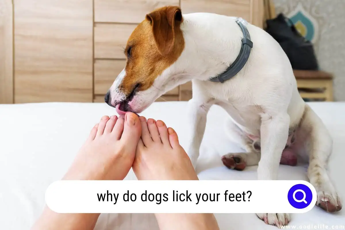 why do dogs lick your feet