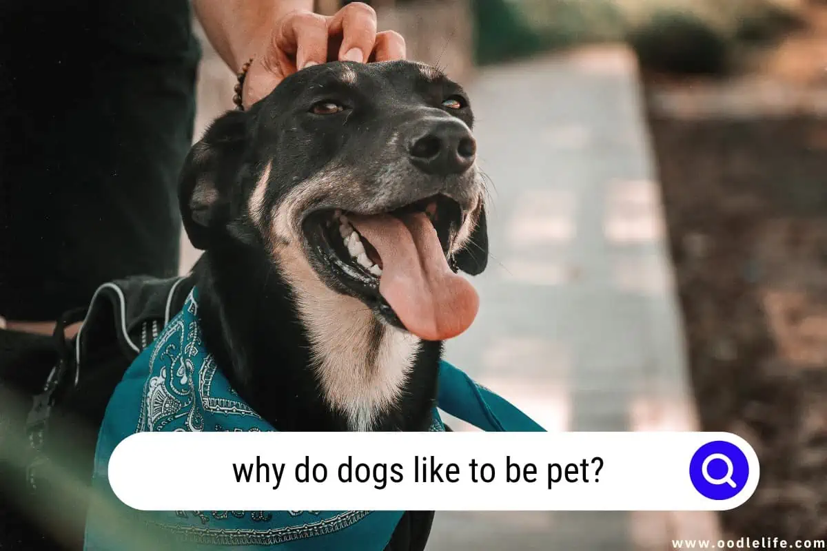 why do dogs like to be pet