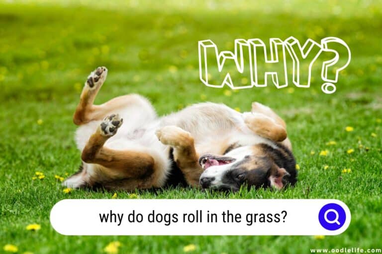 Why Do Dogs Roll in the Grass? [Explained]