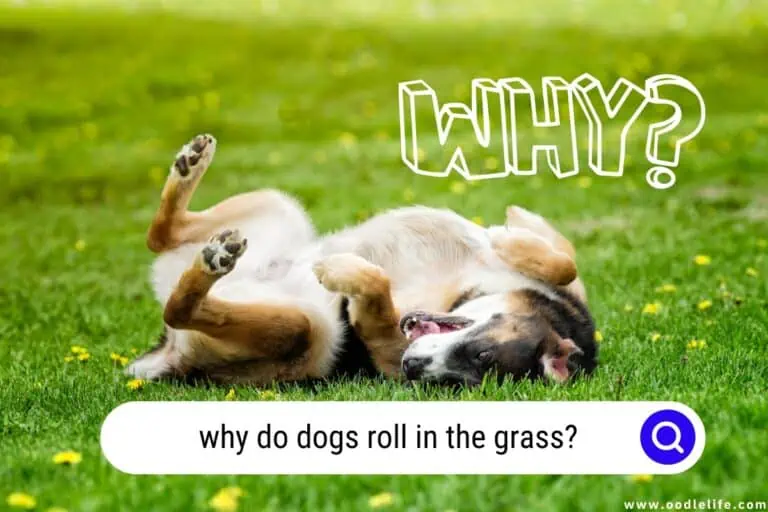 Why Do Dogs Roll in the Grass? [Explained]
