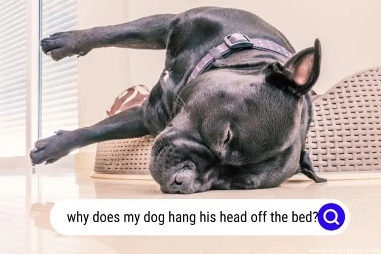 Why Does My Dog Hang His Head Off The Bed? [Explained]
