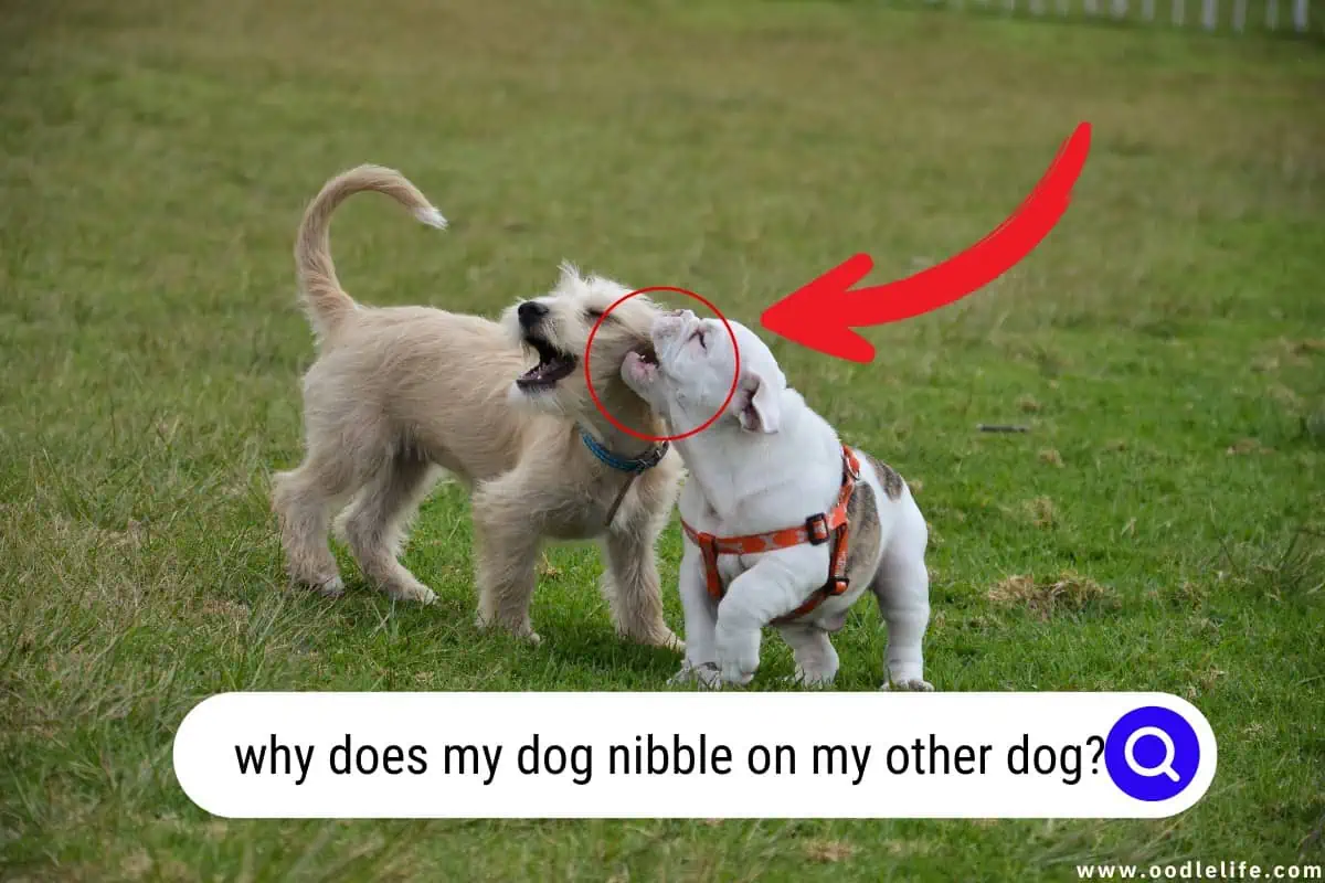 why does my dog nibble on my other dog