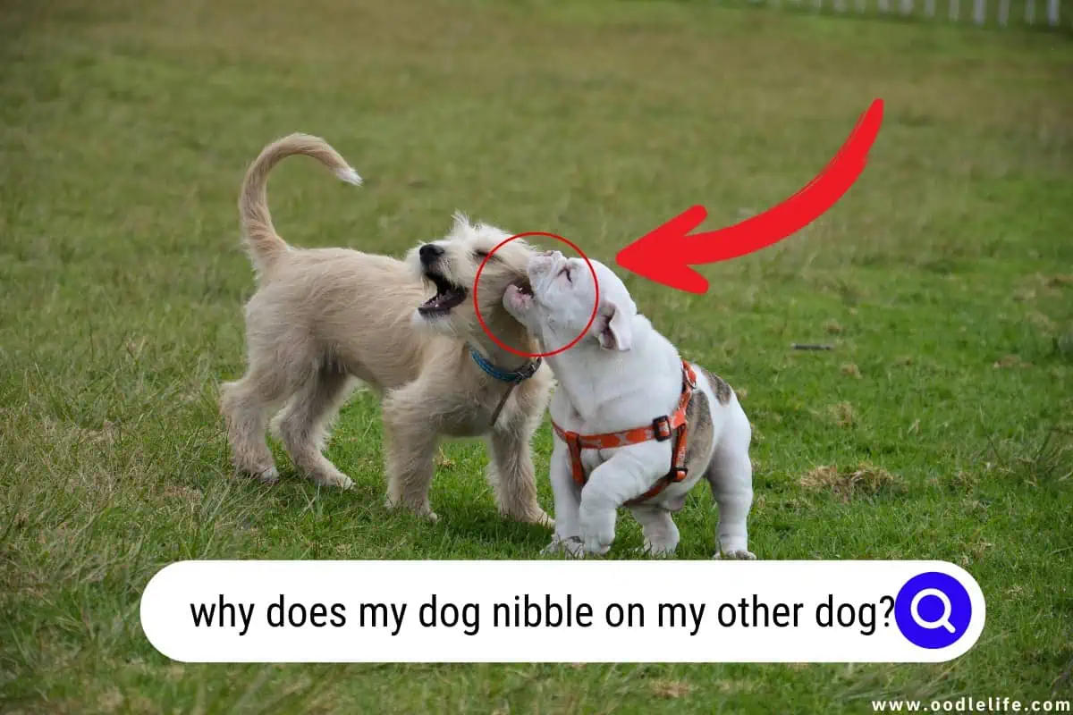 Why Does My Dog Nibble On My Other Dog? Oodle Life