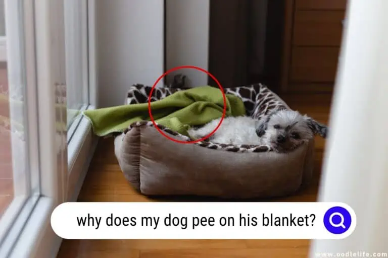 why does my dog pee on his blanket