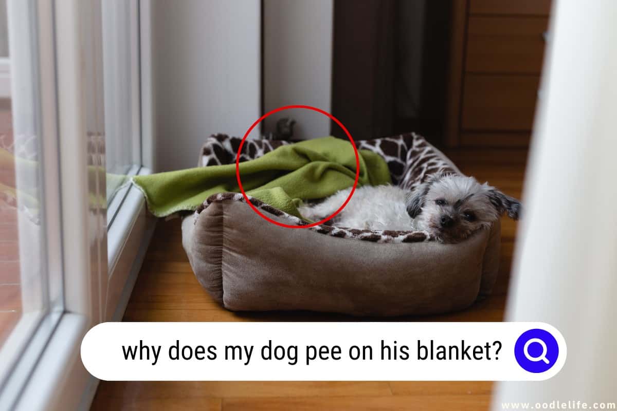 Why Does My Dog Pee On His Blanket? Solving The Mystery Oodle Life