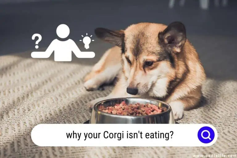Why Your Corgi Isn’t Eating?  5 Reasons