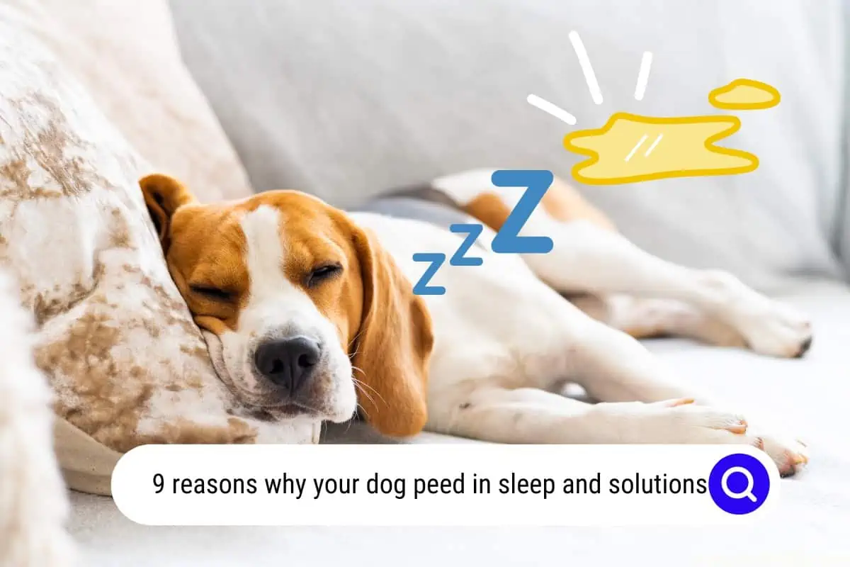 why your dog peed in sleep