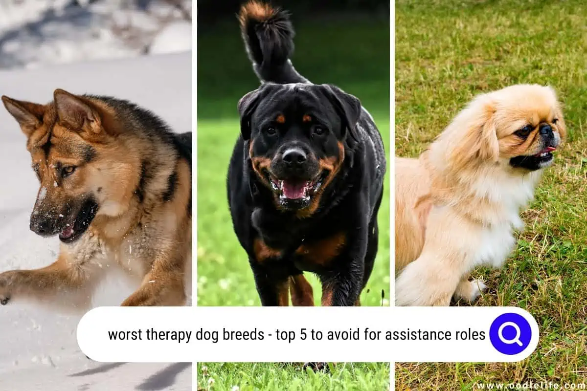 worst therapy dog breeds