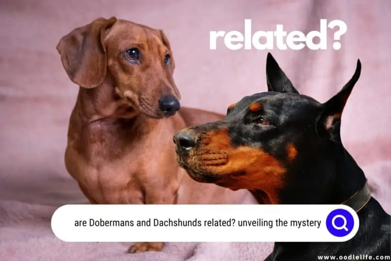 #1 Trait that PROVES Dobermans and Dachshunds Related