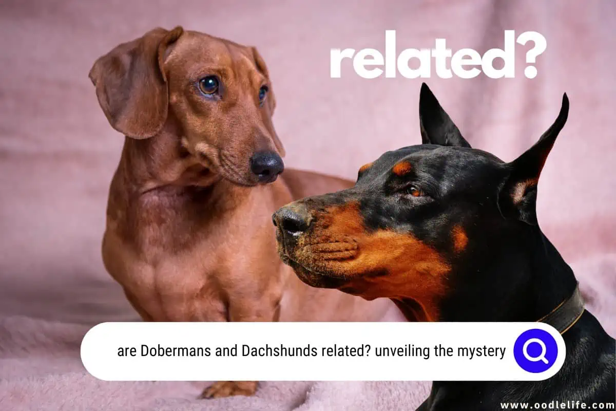 are Dobermans and Dachshunds related