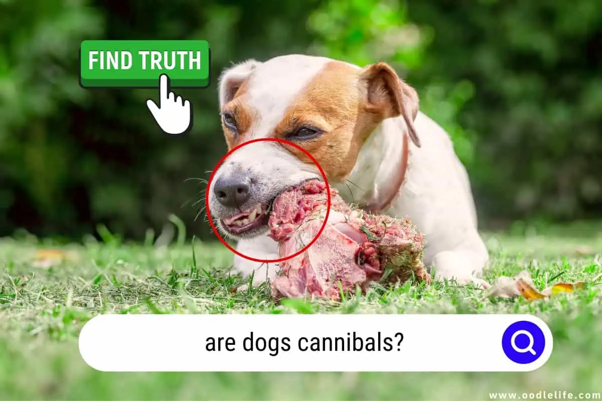 are dogs cannibals