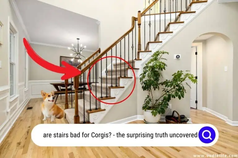 The SHOCKING Reason Stairs Are Terrible for Corgis