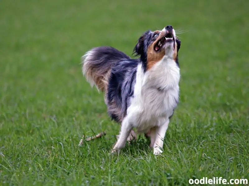 Australian Shepherd barks excessively