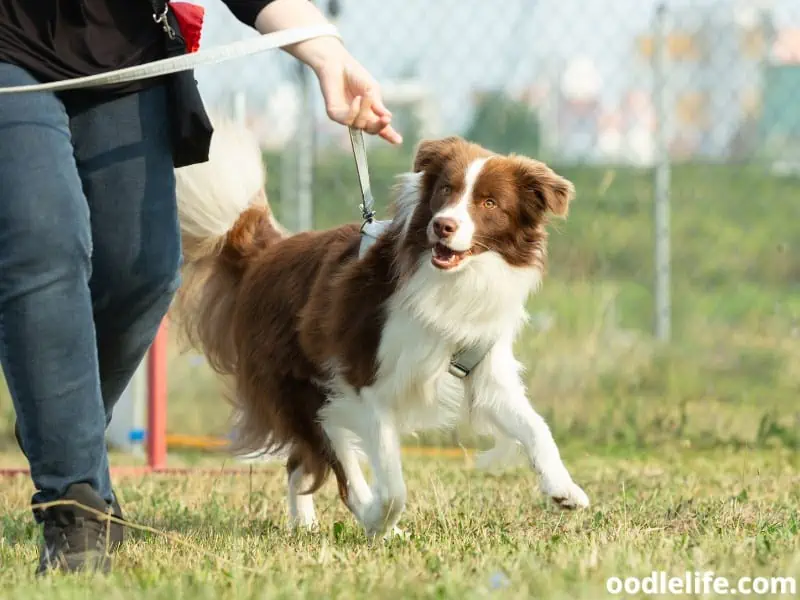 Australian Shepherd being trained