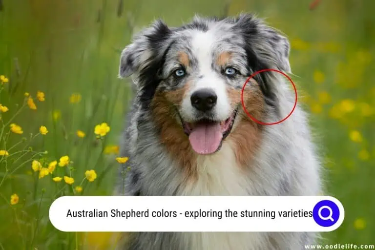 Australian Shepherd Colors (Photo Guide) Stunning Varieties