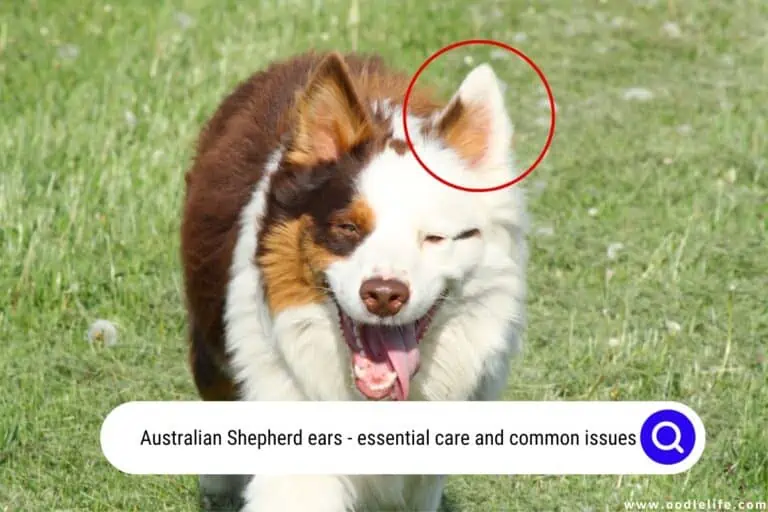 7 Weird Quirks about Australian Shepherd Ears
