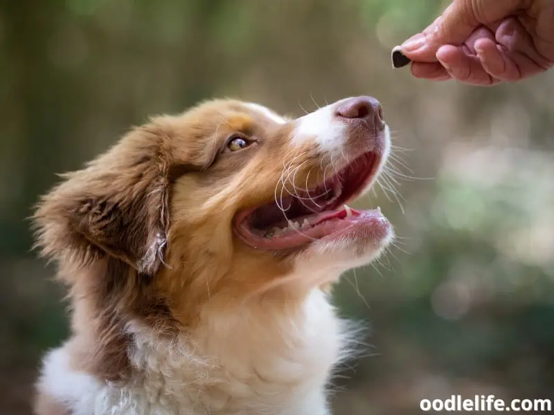 Australian Shepherd gets a treat