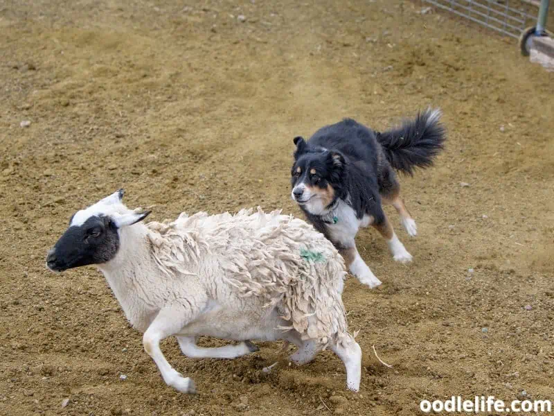 Australian Shepherd herding a sheep