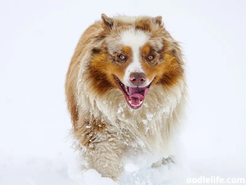 Australian Shepherd in a cold weather