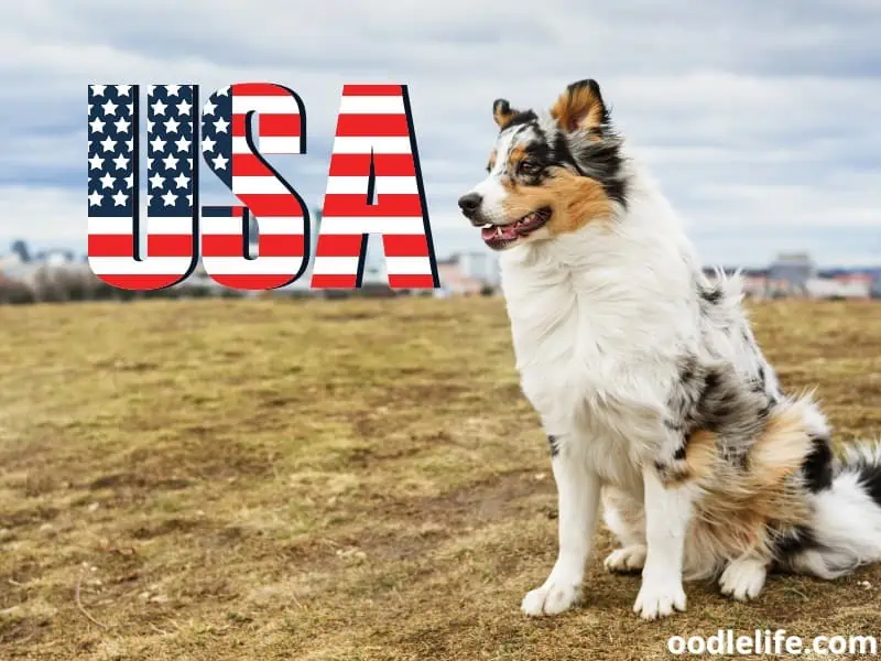 Australian Shepherd in the USA