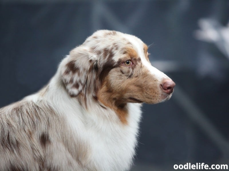 Australian Shepherd looks stunning