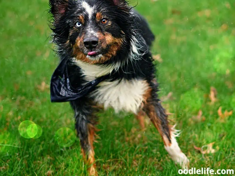 Australian Shepherd plays under the rain